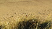 SX00652 Little birdie in dune grass [Hawfinch - Coccothraustes Coccothraustes].jpg